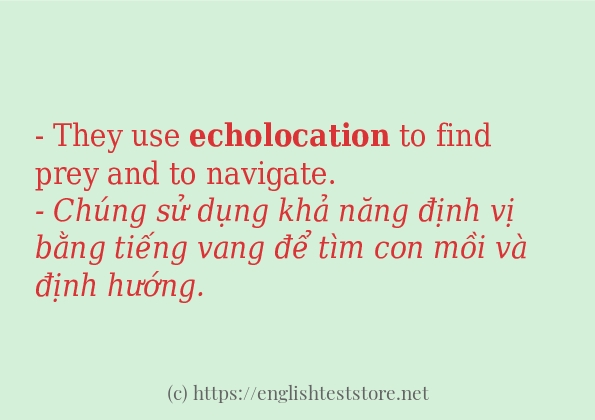 Các cách dùng từ echolocation