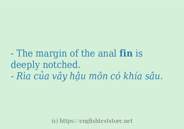 Các cách dùng từ fin