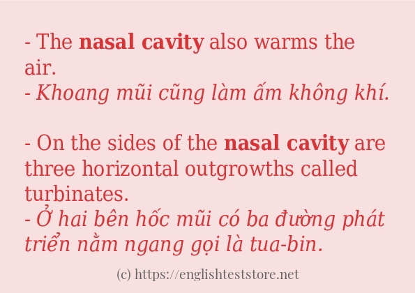 Các cách dùng từ nasal cavity