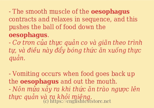 Các cách dùng từ oesophagus Các cách dùng từ oesophagus