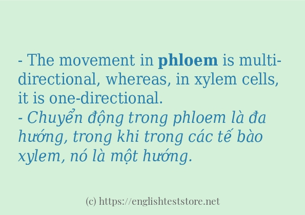 Các cách dùng từ phloem