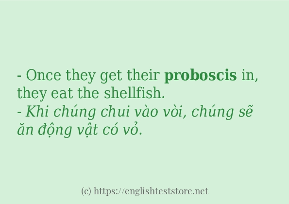 Các câu ví dụ của từ proboscis