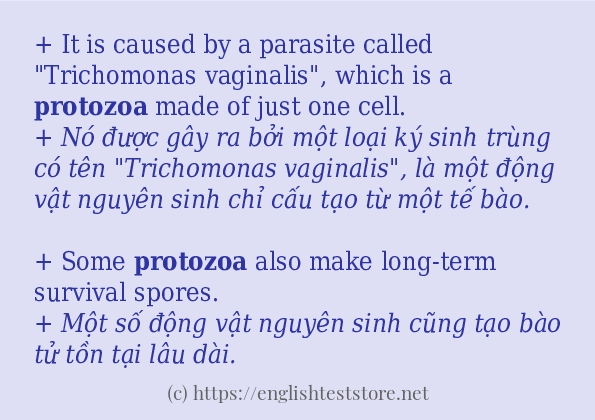 Các câu ví dụ của từ protozoa