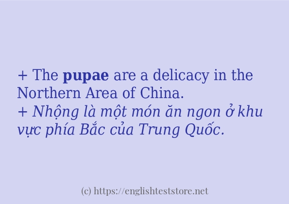 Các câu ví dụ của từ pupae