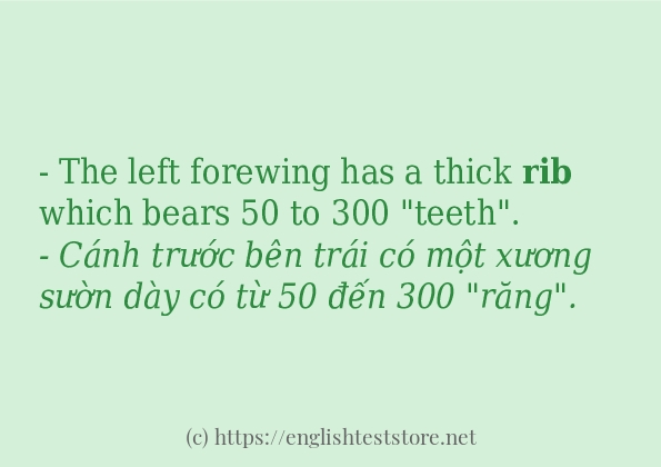 Các câu ví dụ của từ rib