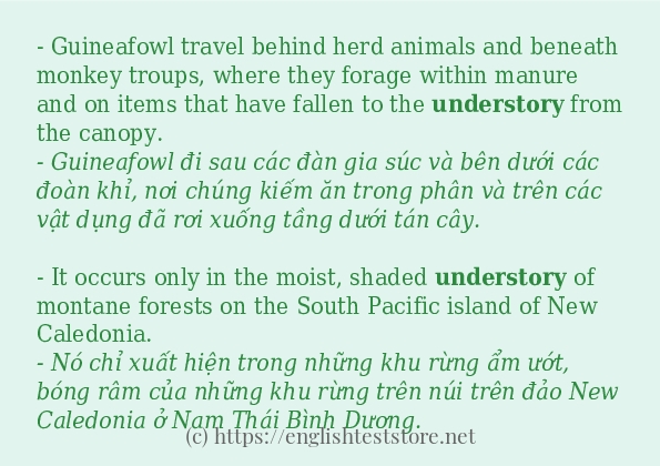 Các câu ví dụ của từ understory