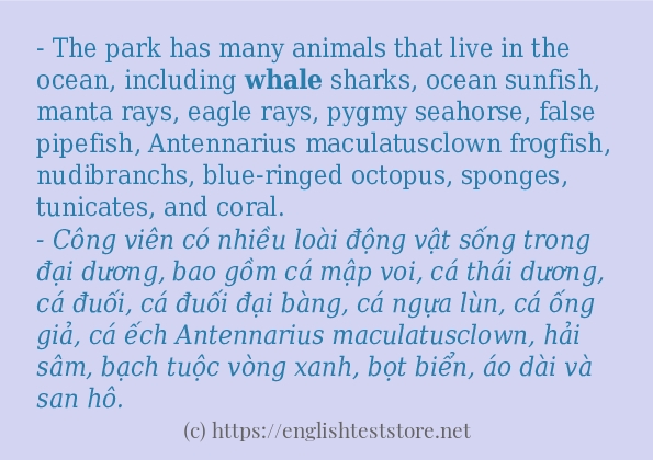 Các câu ví dụ của từ whale