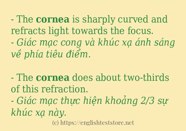 Các câu ví dụ và cách dùng từ cornea