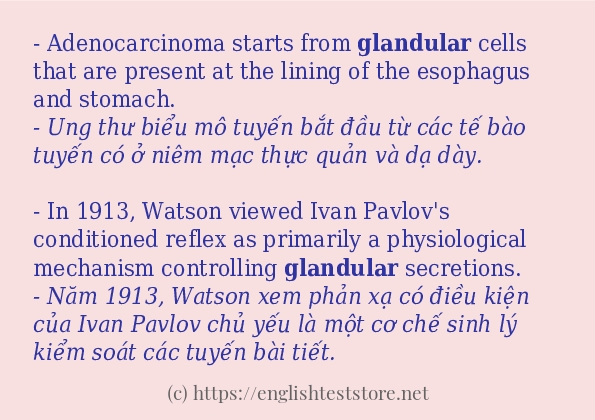 Các câu ví dụ và cách dùng từ glandular