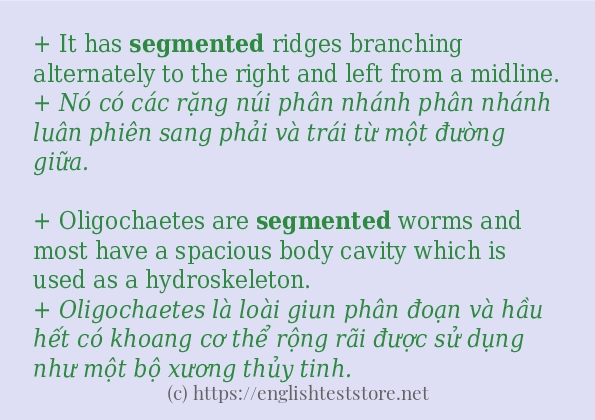 Các câu ví dụ và cách dùng từ segmented