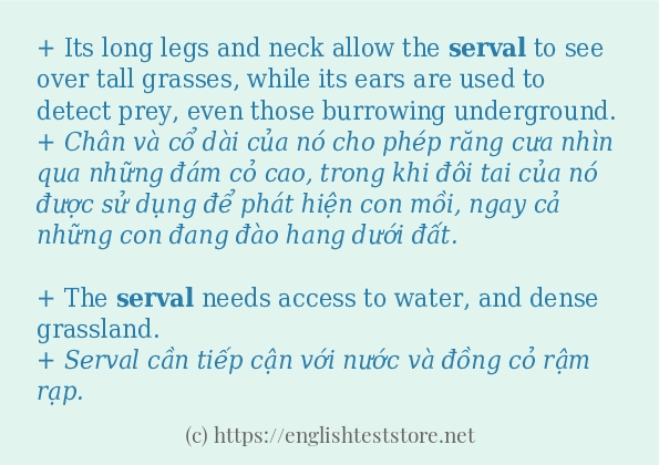 Các câu ví dụ và cách dùng từ serval