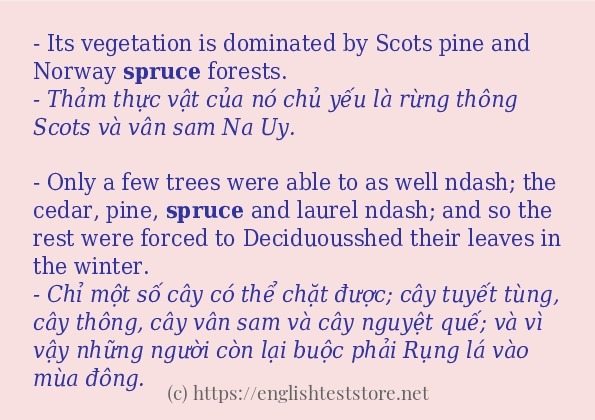 Các câu ví dụ và cách dùng từ spruce