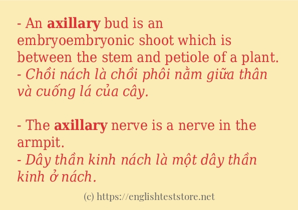 Các câu ví dụ và cách sử dụng từ axillary Các câu ví dụ và cách sử dụng từ axillary