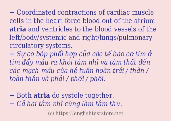 Cách dùng từ atria Cách dùng từ atria