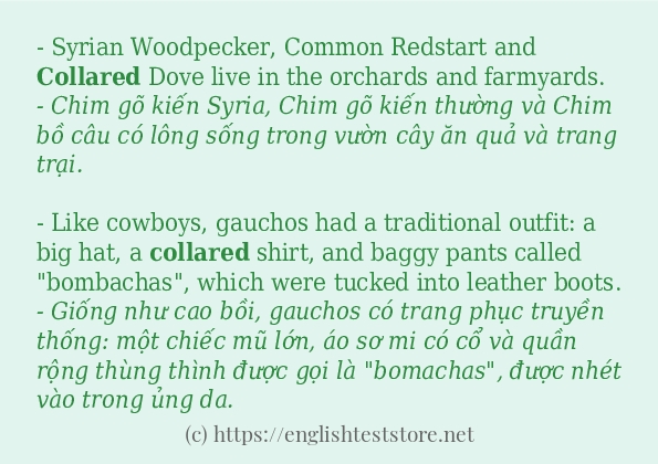 Cách dùng từ collared