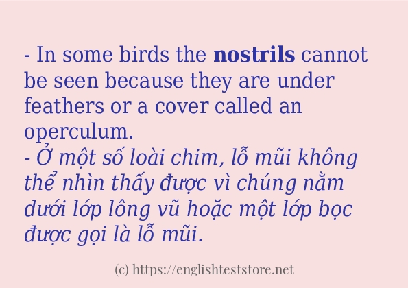 Cách dùng từ nostrils