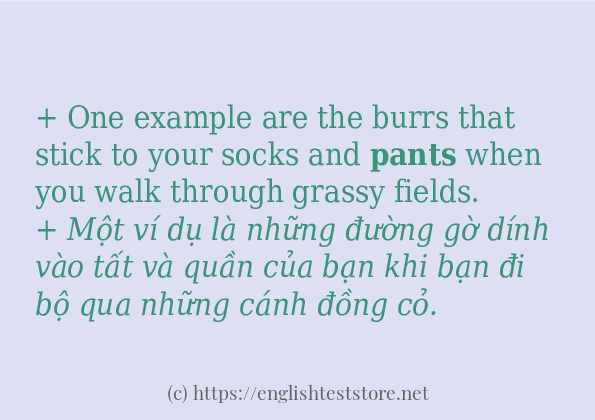 Cách dùng từ pants