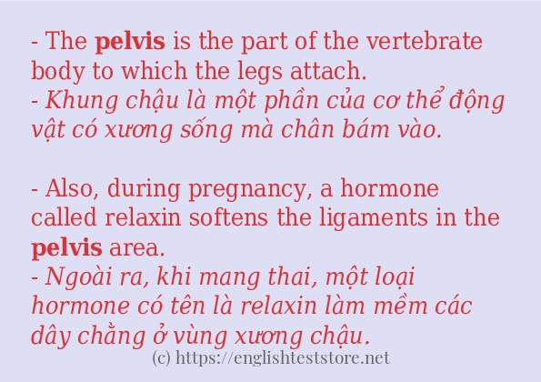 Cách dùng từ pelvis