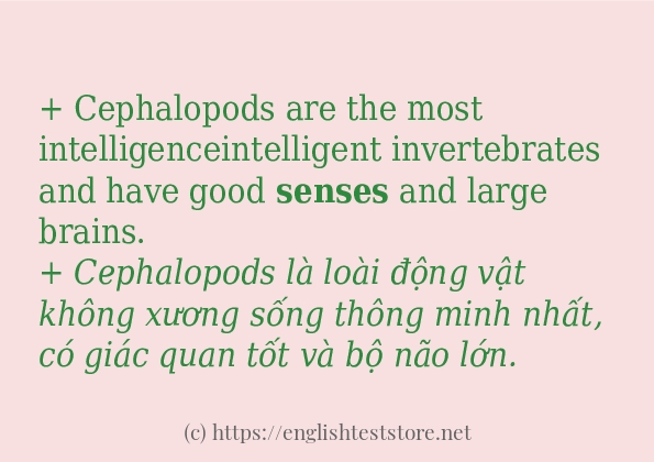 Cách dùng từ senses