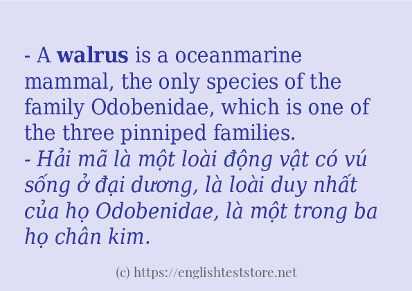 Cách dùng từ walrus