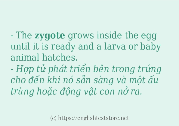 Cách dùng từ zygote