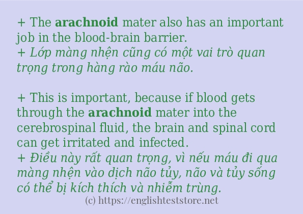Cách dùng và câu ví dụ của từ arachnoid