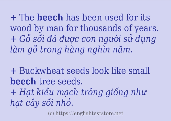 Cách dùng và câu ví dụ của từ beech