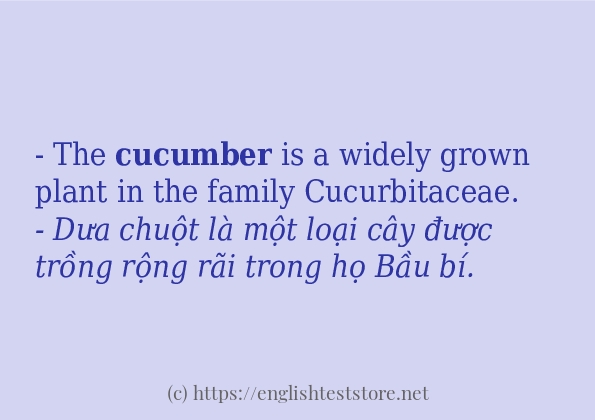 Cách dùng và câu ví dụ của từ cucumber