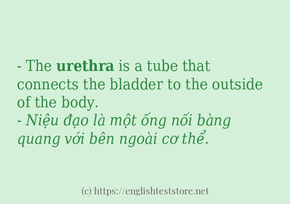 Cách dùng và câu ví dụ của từ urethra