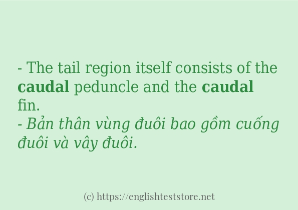 Cách sử dụng và câu ví dụ của từ caudal