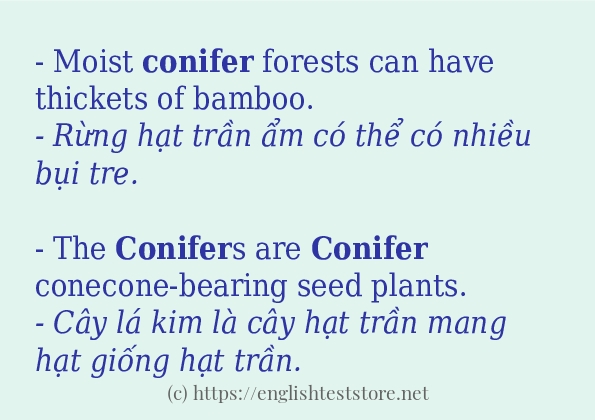 Cách sử dụng và câu ví dụ của từ conifer