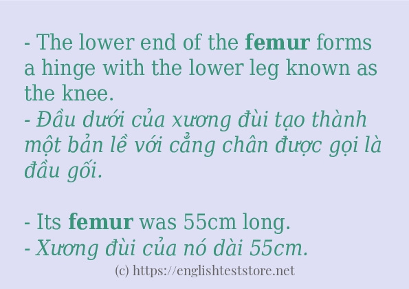 Cách sử dụng và câu ví dụ của từ femur