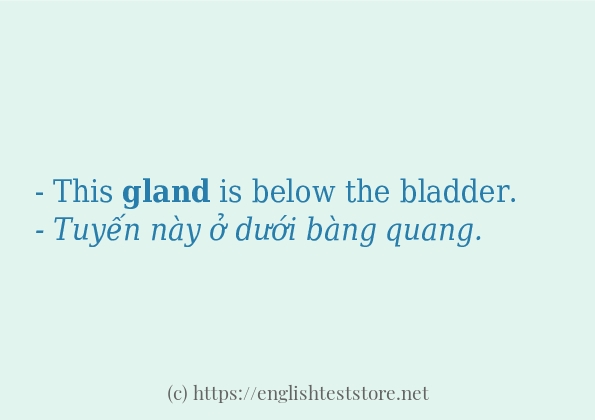Cách sử dụng và câu ví dụ của từ gland Cách sử dụng và câu ví dụ của từ gland