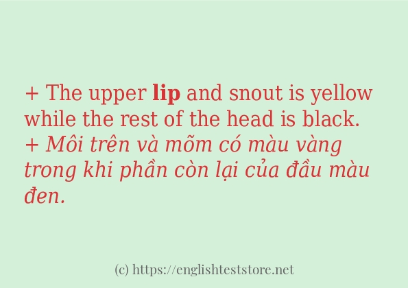 Cách sử dụng và câu ví dụ của từ lip