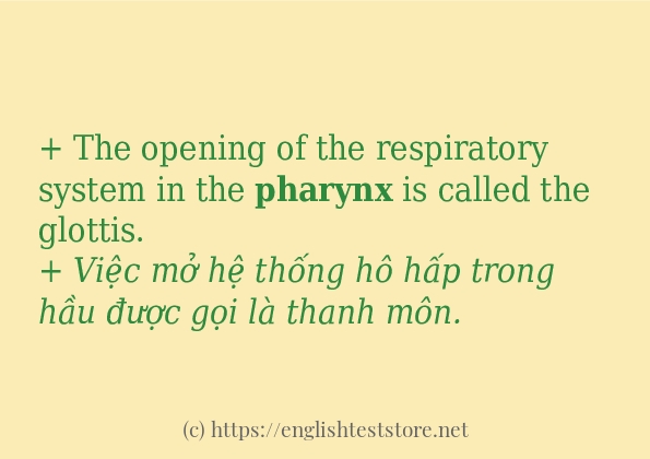 Cách sử dụng và câu ví dụ của từ pharynx