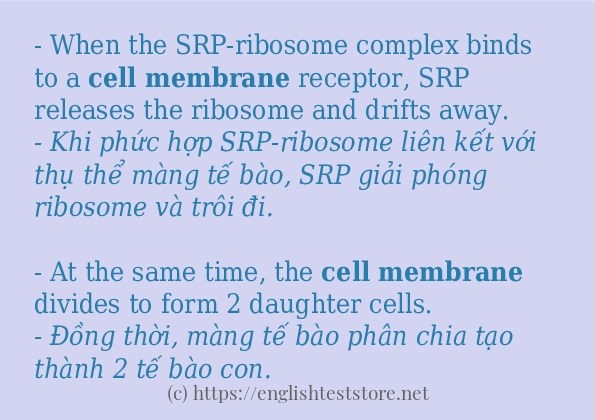 Câu ví dụ của từ cell membrane