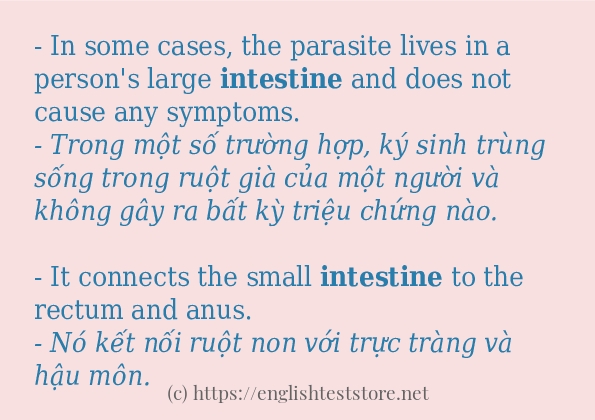 Câu ví dụ của từ intestine