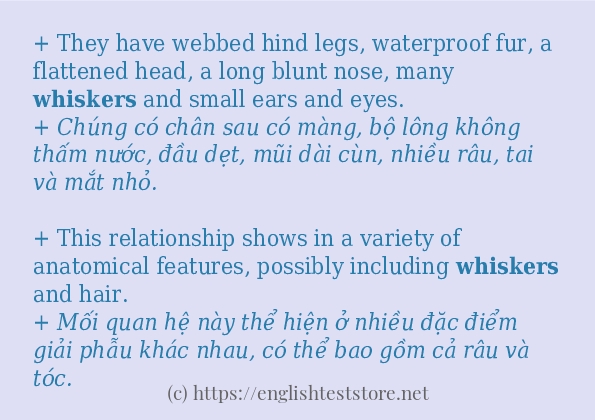 Câu ví dụ của từ whiskers