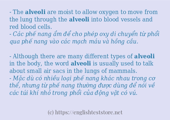 alveoli các ví dụ và câu điển hình