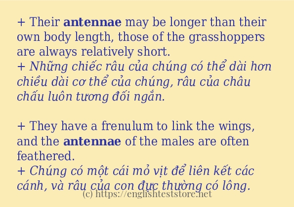 antennae sử dụng như thế nào và câu ví dụ