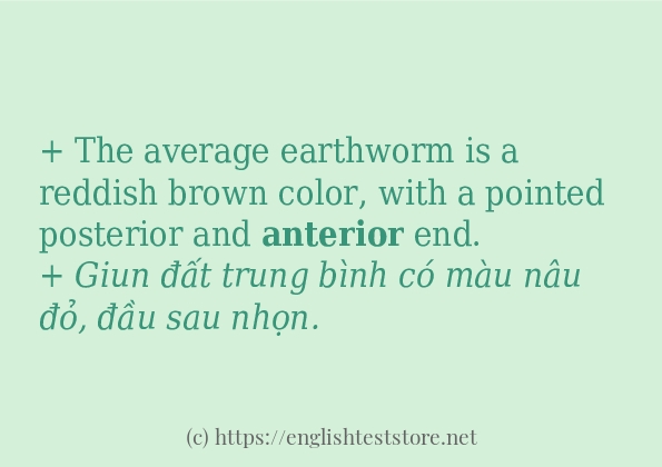 anterior sử dụng như thế nào và câu ví dụ