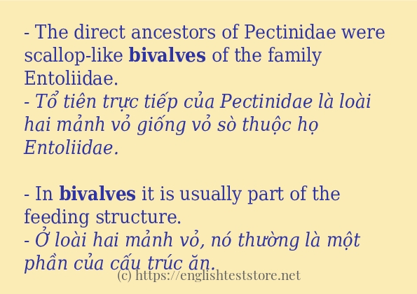 bivalves dùng như thế nào?