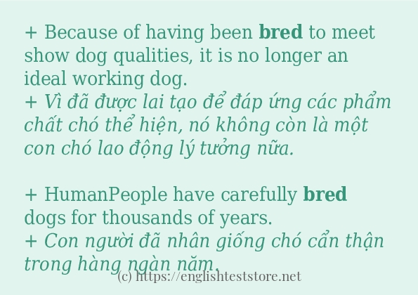 bred cách dùng trong câu và ví dụ