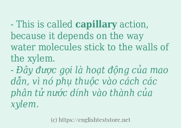 capillary cách sử dụng và câu ví dụ