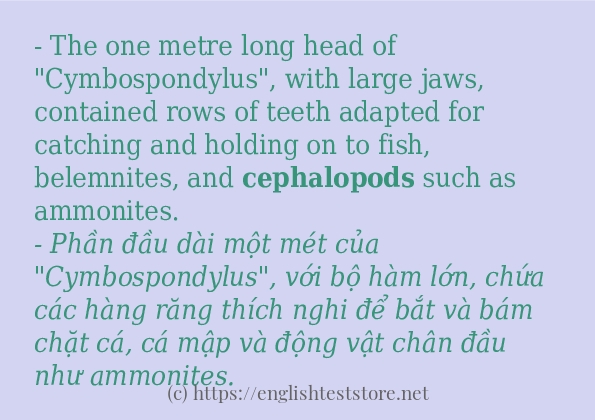cephalopods có bao nhiêu cách sử dụng? cephalopods có bao nhiêu cách sử dụng?