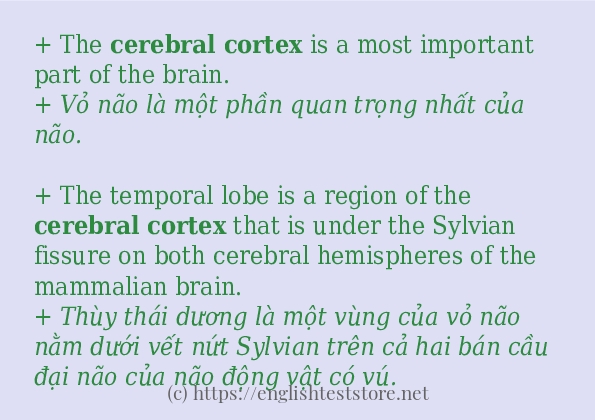 cerebral cortex có bao nhiêu cách sử dụng?