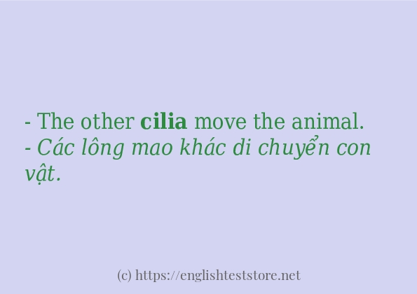cilia cách sử dụng trong câu và ví dụ