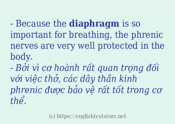 diaphragm các ví dụ và câu điển hình