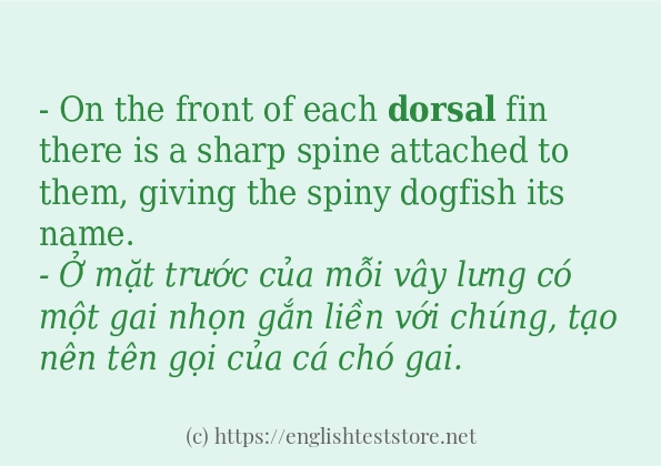 dorsal các cách dùng và câu ví dụ dorsal các cách dùng và câu ví dụ