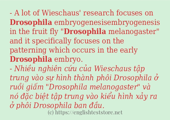 drosophila ví dụ cách dùng trong câu